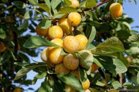 branche de mirabellier