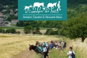 Groupe en balade avec des ânes dans un paysage de campagne, pour une animation nature de la Compagnie des ânes.