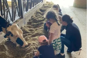 Enfants observant une vache dans une ferme pédagogique, debout près d’une litière de paille.