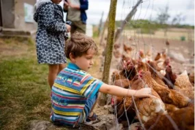 Un jeune garçon accroupi caresse des poules à travers un grillage à la Ferme Sainte-Catherine. Une activité de découverte des animaux à vivre en famille.